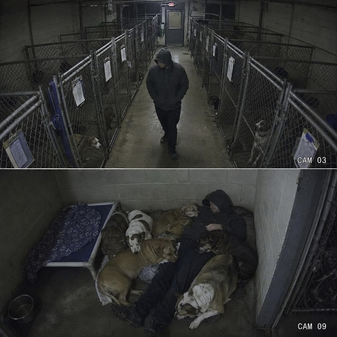 ceciarmy's tweet photo. Un hombre ebrio entró ilegalmente en un refugio de perros una semana después de perder a su mascota por cáncer. Las cámaras lo captaron caminando entre las perreras y luego acostado en el suelo rodeado de perros. Aunque fue arrestado por allanamiento, no robó nada ni dañó a ningún animal; según el personal, solo buscaba consuelo porque extrañaba profundamente a su perro.