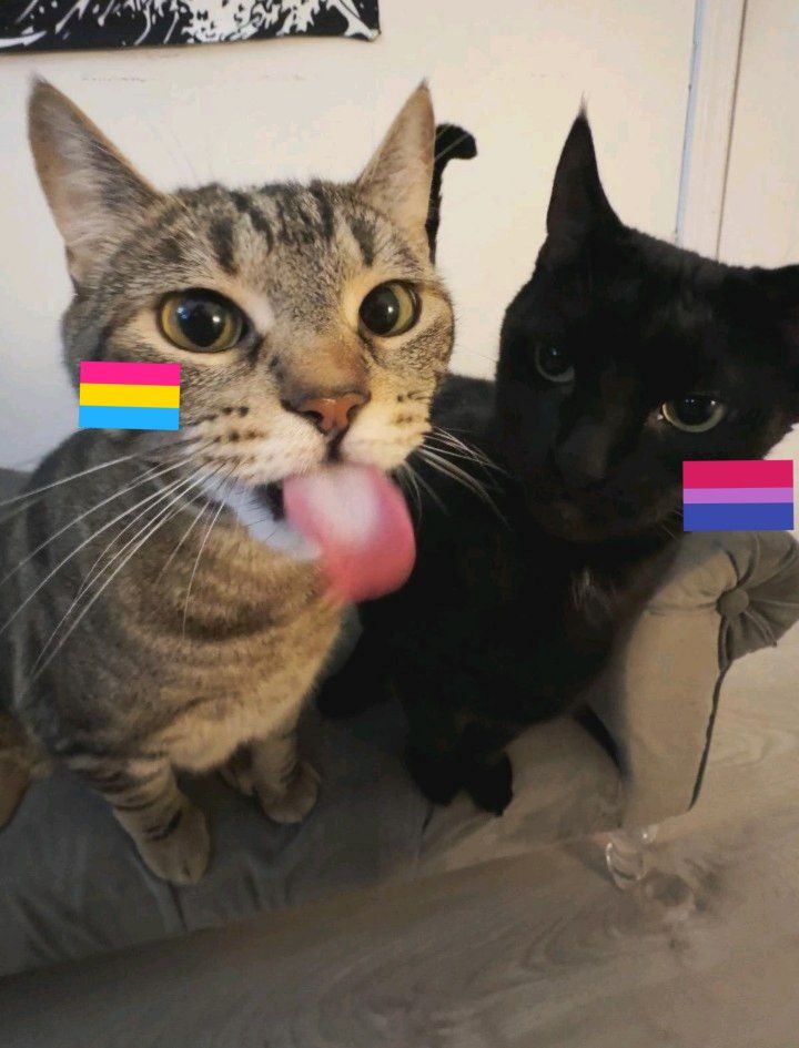 acesbrills's tweet photo. So queria dizer q eu apoio totalmente nossos irmãos panssexuais, vcs são fodas amo vcs não liguem pra esse povo burro https://t.co/Uz6w3F7ELU