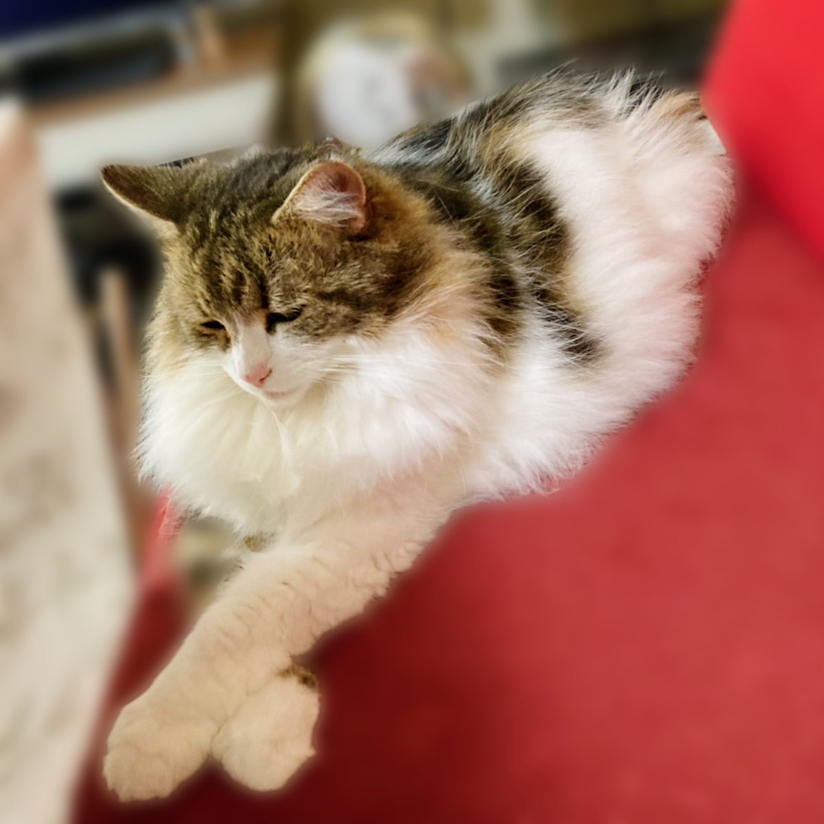 elf_everyday's tweet photo. モデルポーズ😼

 #ノルウェージャンフォレストキャット  #猫好きさんと繋がりたい  #weegie https://t.co/0hhq8PwjVo