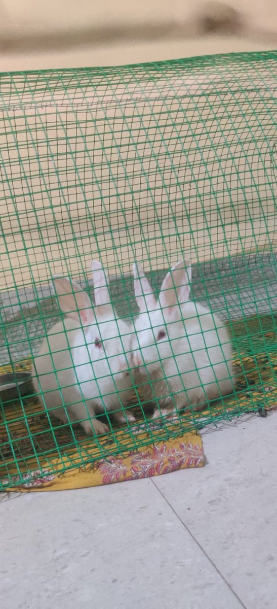 DBora99218's tweet photo. Animal lover 💘 https://t.co/K0StOHkfD7