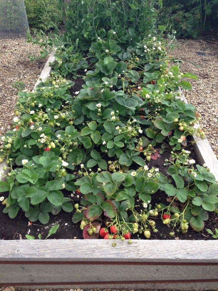 farm_secrets's tweet photo. 🌿🍎 https://t.co/l4epOpg19D