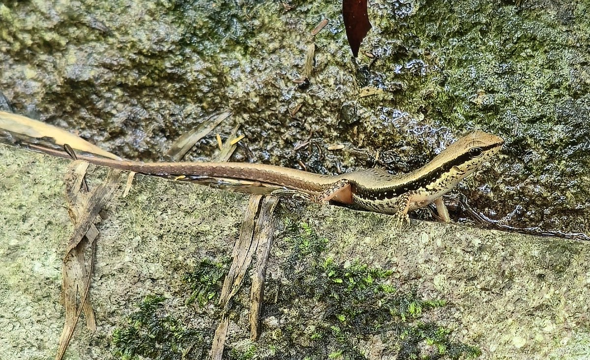 pungasan's tweet photo. 日中は小型のトカゲがあちらこちらに。雨降り後のアマガエル感覚で遭遇します😙 https://t.co/sV4ItiDtwS