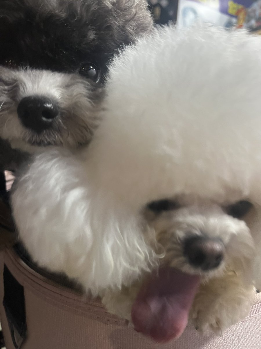 masaruk3n's tweet photo. 名前ほこり、ティッシュらしい
可愛い https://t.co/YJpEdZlstr