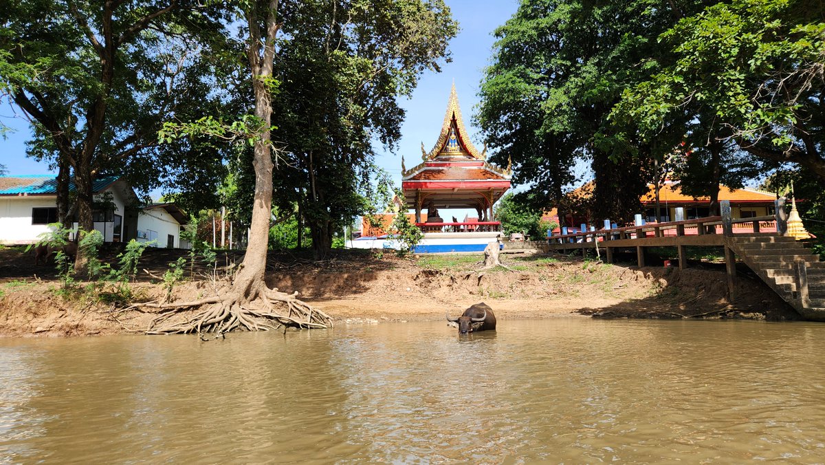 misterkwai's tweet photo. #waterbuffaloes https://t.co/UCaD3eFzlS