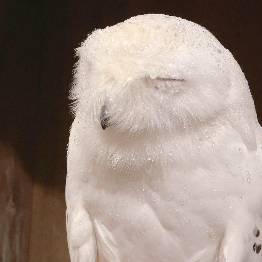 Owlvillage_H's tweet photo. 【原宿店】
今日も1日お疲れ様でした✨ 

閉店後のシャワータイム🦉🚿
スッキリさっぱり✨
トウル『みんなもお風呂でリフレッシュしてね🛁』

皆様も良い夜を～🌃🌙🌟

#シロフクロウ #可愛い #もふもふ #推しが尊い #owlcafe #おやすみなさい https://t.co/7f2R1mKgkH