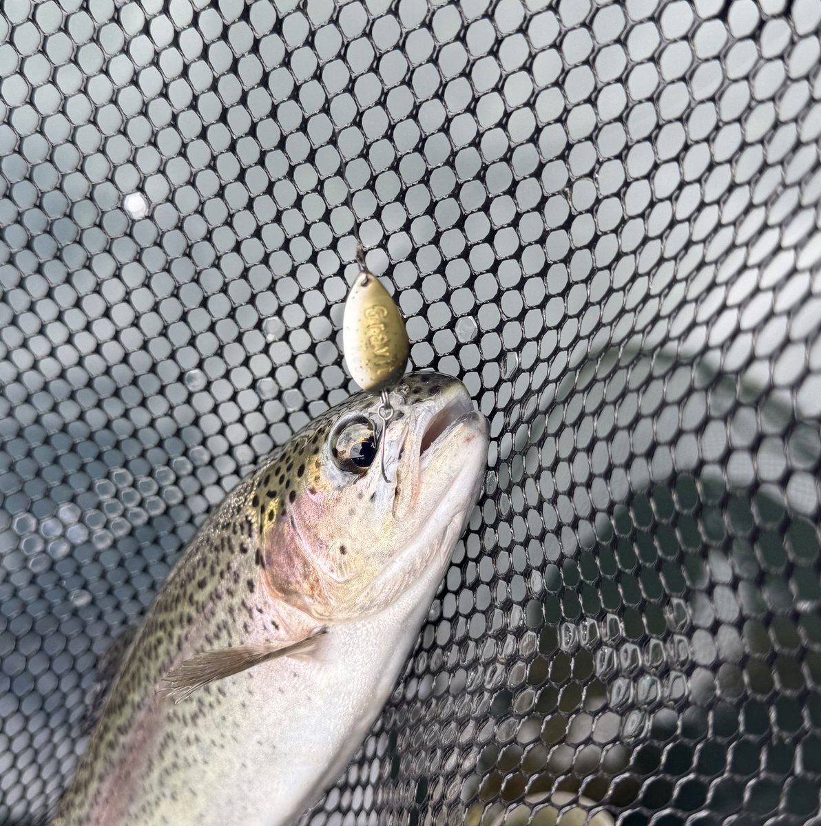 ATERA21477763's tweet photo. 今日は、モリケンくんと響くんと醒井へ🎣
高いスパーリング代になりました😂
そして、しばらく温めてたオリカラ"ヒビゴルUV"ですが、トラウトジャーニーにてグラビティとダディで販売させていただけそうです😊 https://t.co/mwAtjsdecr