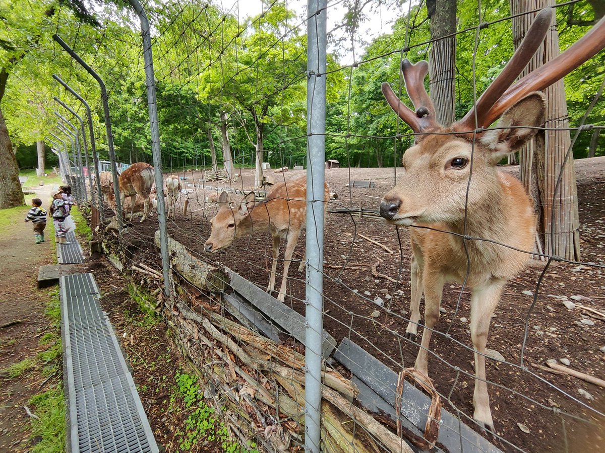 kamine89's tweet photo. 日曜日、行ってきたのは安平の鹿公園🦌
約1年ぶりの訪問です。
えぞしかちゃんたちが林の中で、のんびりと暮らしてます。
#やくさん動物記 https://t.co/sCLuiAVRwJ