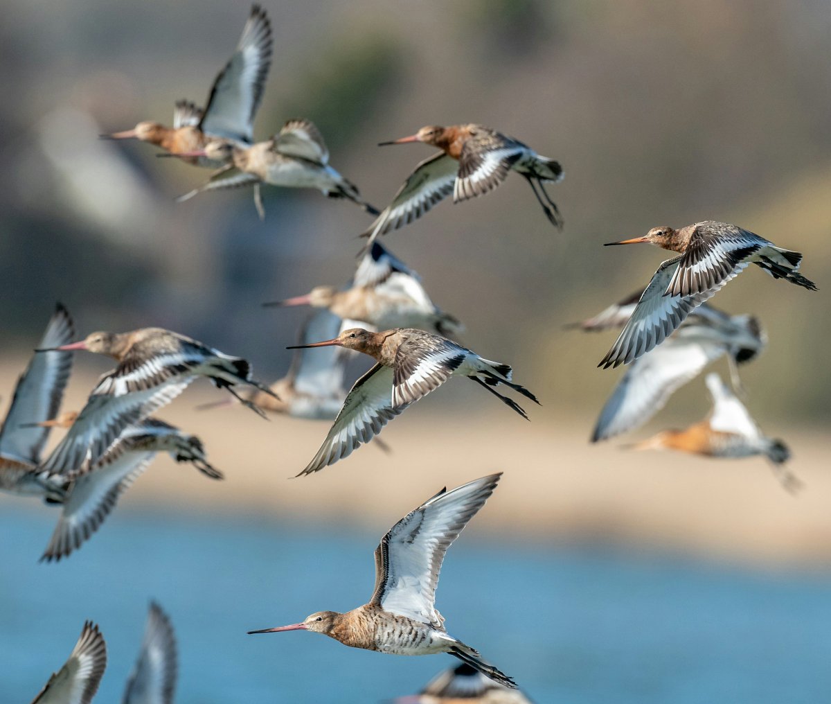 A flock of black-tailed godwits in flight, with long beaks and patterned wings, over water.