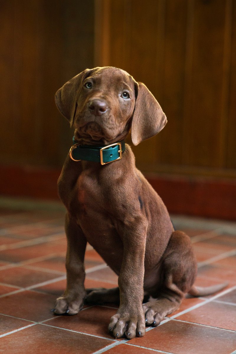DiscussingFilm's tweet photo. First look at Scooby Doo in the live-action ‘SCOOBY DOO’ series.

Coming soon to Netflix. https://t.co/48bWYgUoVy