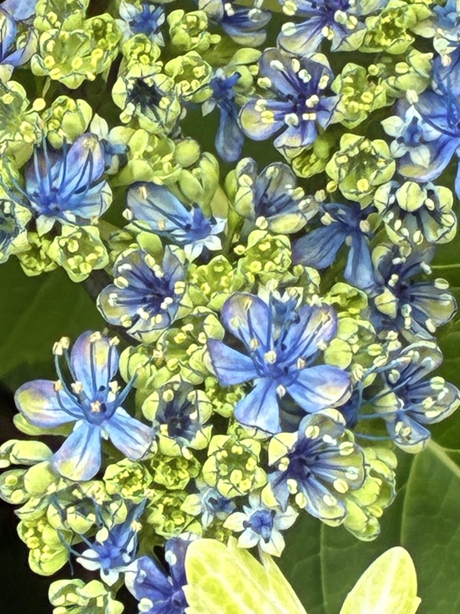 bleu_shell_0801's tweet photo. そう言えば先日友人と紫陽花見てきまして、
紫陽花…あじ……さい………？？
って感じで知らない紫陽花に慄いてきました。
あたいの知らない紫陽花の形してる多分紫陽花…
色合いもすごく綺麗だったのでそう言うのを活かせる絵描きになりたい人生だった https://t.co/gjc3RX5WtC