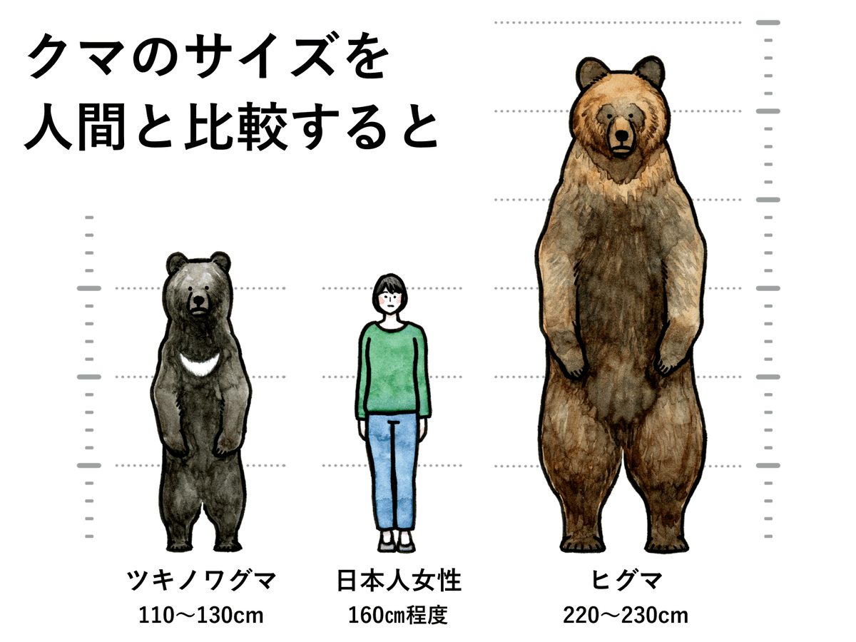 Non1725's tweet photo. @chitopochi 熊さん　ウロウロしてるようだったら中止も検討してみてね!山奥にいてね🐻

環境省のページに載ってた
🐻さん比較の絵を見てびっくり💦
もう少し小さいと思うけど
😅 https://t.co/S0gvEgrKpv