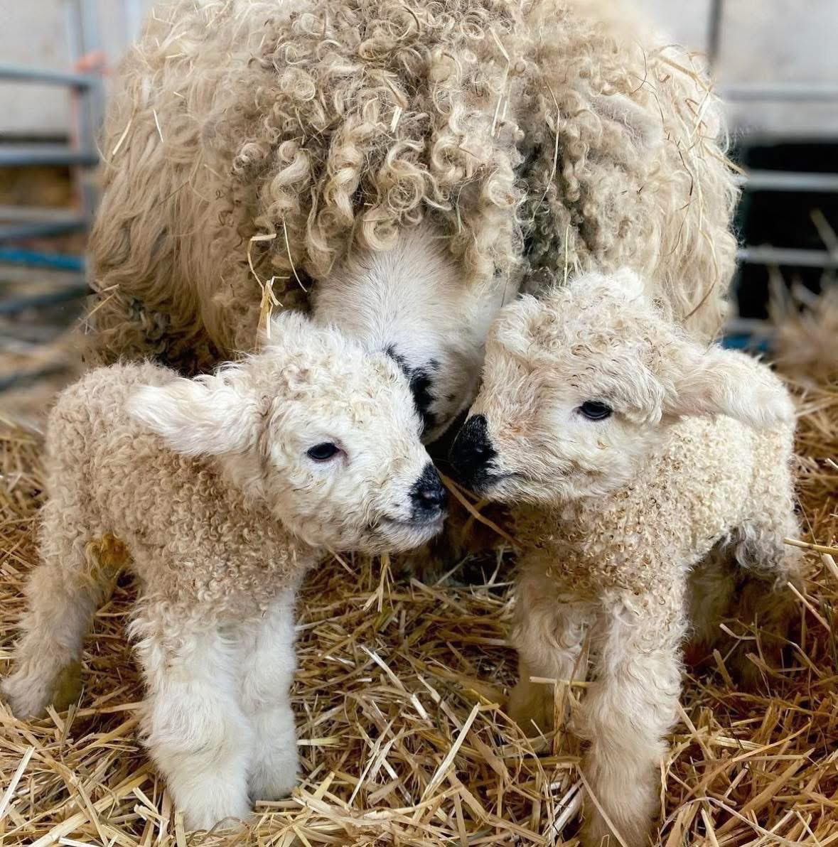 FarmingUK's tweet photo. The first of the pedigree Greyface Dartmoors have been born! 🐑 😍

📸 Insta: shepherdess_beth https://t.co/lkdJGdnNuy
