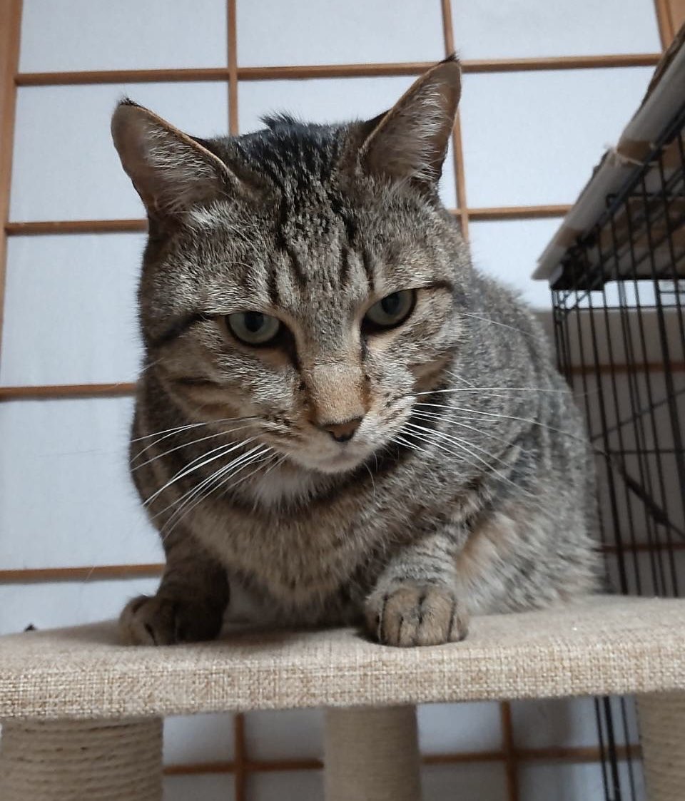 marugonbe's tweet photo. ふぅ

疲れた時は寝ぐせに気付いてない
愛猫たまの写真を見るに限る https://t.co/zKqYHDdcWg
