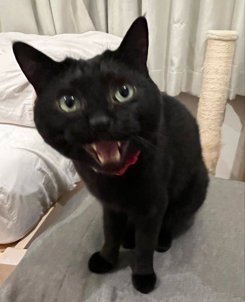 punoco's tweet photo. かああちゃん！
ぶれぶれ https://t.co/4CAW65OlFi
