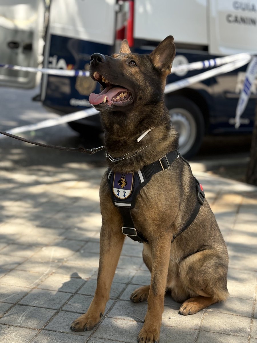 interiorgob's tweet photo. Dos agentes de @policia: 

🐶 Yoda
🐶 Saja 

🚨 Recorren cada espacio con un objetivo claro: contribuir a que la visita del #Papa #LeónXIV a #Madrid transcurra con total seguridad.

🐕 Dos agentes de cuatro patas.
💙 Un mismo compromiso: 

🫡 Tu seguridad. https://t.co/D6l5cEmGXK