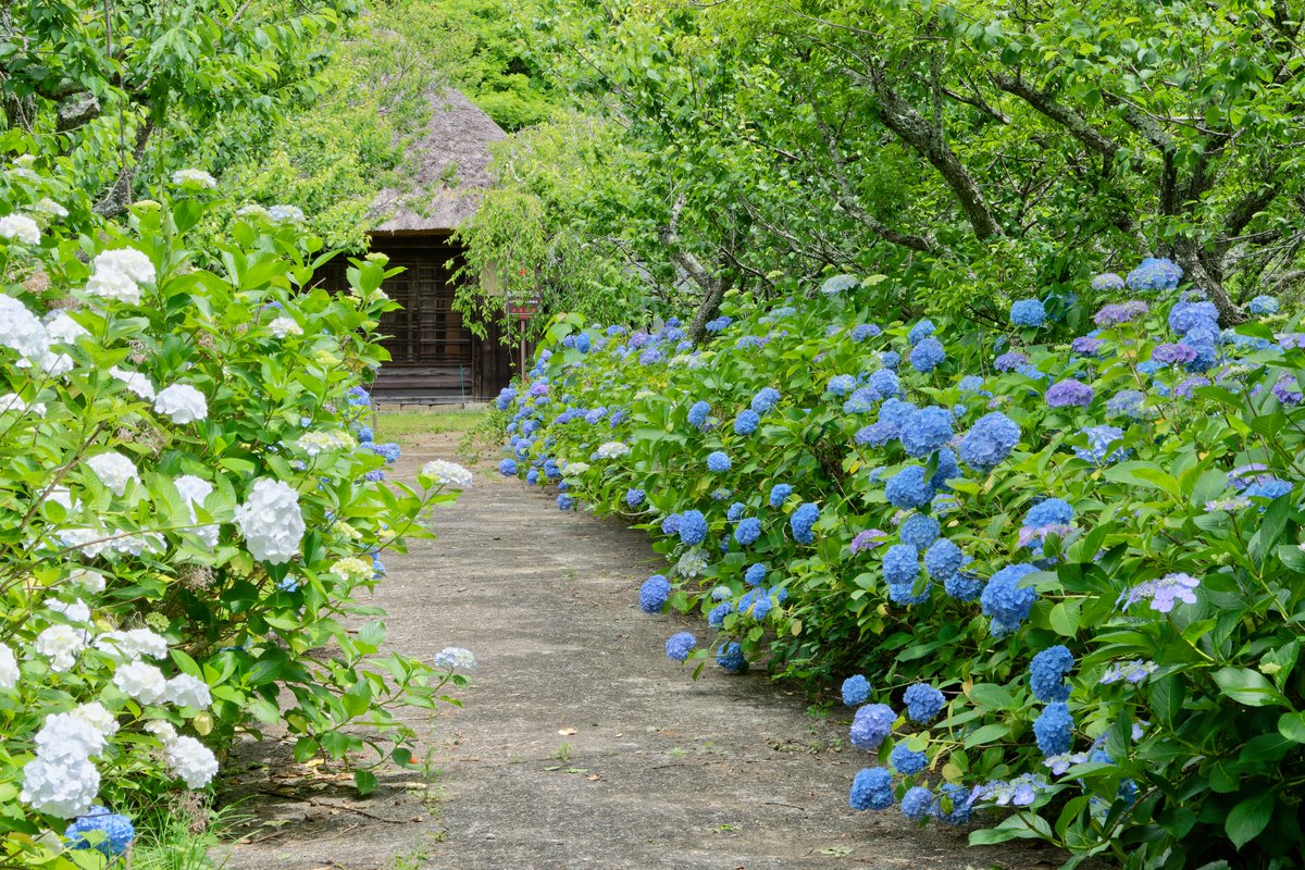 D750mark_n's tweet photo. #TLを花でいっぱいにしよう
石堂寺 https://t.co/cXWn3Hy3mw