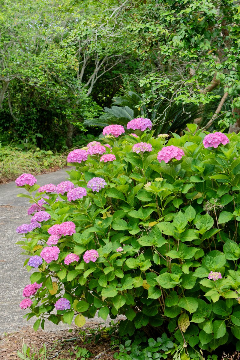 D750mark_n's tweet photo. #TLを花でいっぱいにしよう
石堂寺 https://t.co/cXWn3Hy3mw