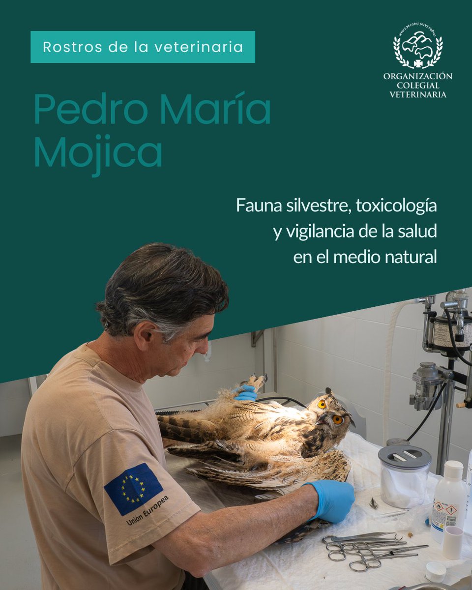 ocvespana's tweet photo. Pedro María Mojica, veterinario del Centro de Recuperación de Fauna Silvestre de Santa Faz, lleva +25 años trabajando en la intersección entre salud animal, toxicología y salud pública.

"La salud humana y la salud animal nunca han estado separadas." 

#RostrosDeLaVeterinaria #OneHealth #Veterinaria