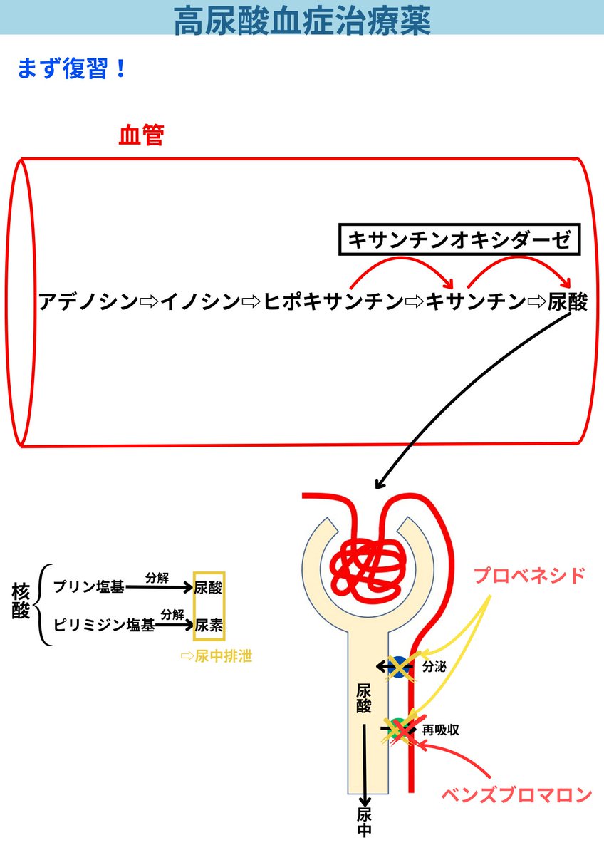 mediwinghope's tweet photo. 【高尿酸血症①】まず復習📝
プリン塩基→尿酸、ピリミジン塩基→尿素に分解。キサンチンオキシダーゼがヒポキサンチン→キサンチン→尿酸を生成。尿細管では分泌をプロベネシド、再吸収をベンズブロマロンが阻害！ #薬学 #薬剤師国家試験 https://t.co/56PhFG1ALr