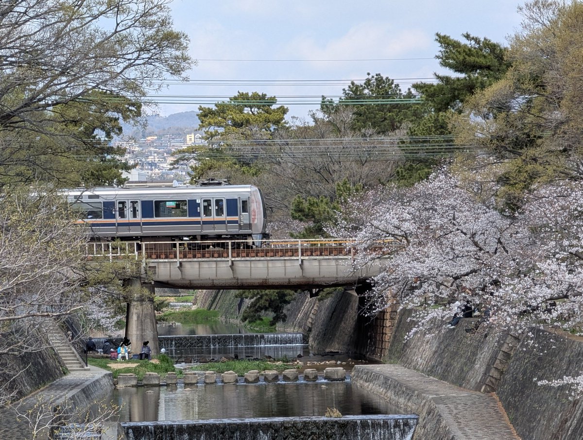 maikyYMoto's tweet photo. 2026桜旅🌸その2
別の日ですが、いつもの夙川で📸
久々に旅のお供登場😁
去年より左側が寂しいような…🥲

#桜
#夙川 https://t.co/H8DvZhB9H9
