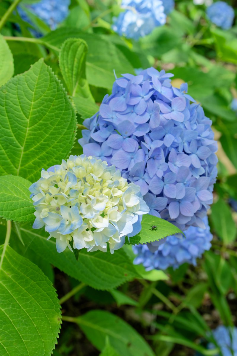 D750mark_n's tweet photo. #TLを花でいっぱいにしよう https://t.co/Q5q9k7Eofs