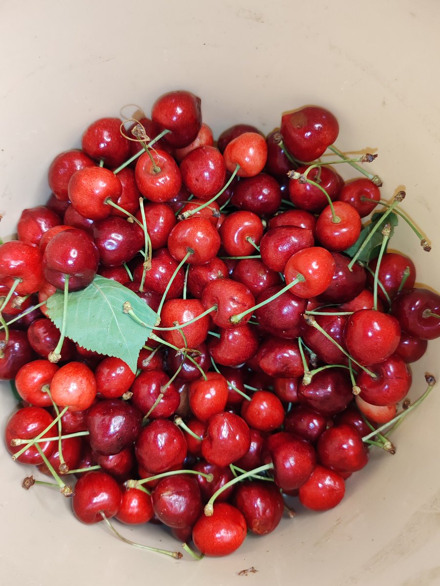 page_alexandre's tweet photo. Les petites cerises ! Ça va faire du bon pétillant je pense https://t.co/7LKwXCx1MM
