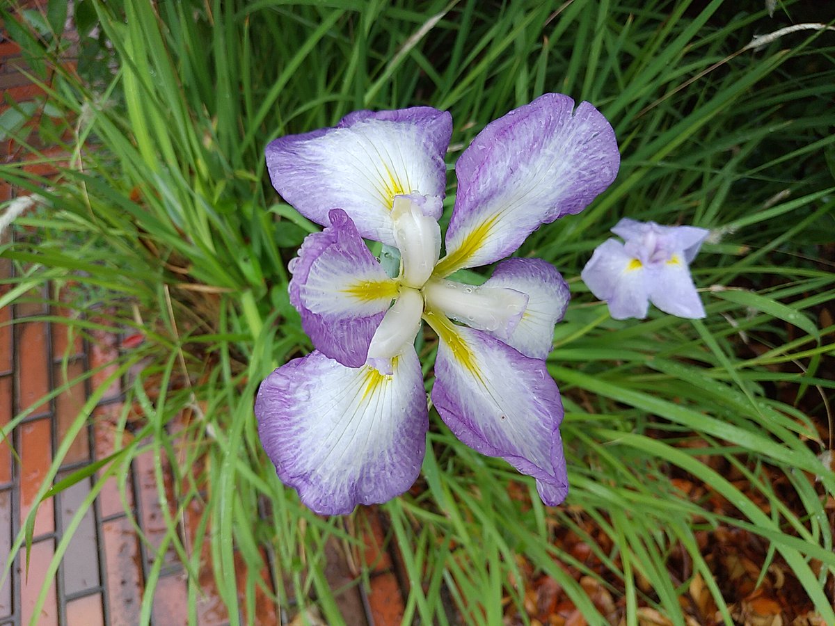 Amarchykun's tweet photo. ハナショウブ。
Hanashoubu / Japanese iris (Iris ensata).

#ハナショウブ #花菖蒲 #花 #ガーデニング
#Japaneseiris #iris #Irisensata #flower #gardening https://t.co/qXvSQj5qrL