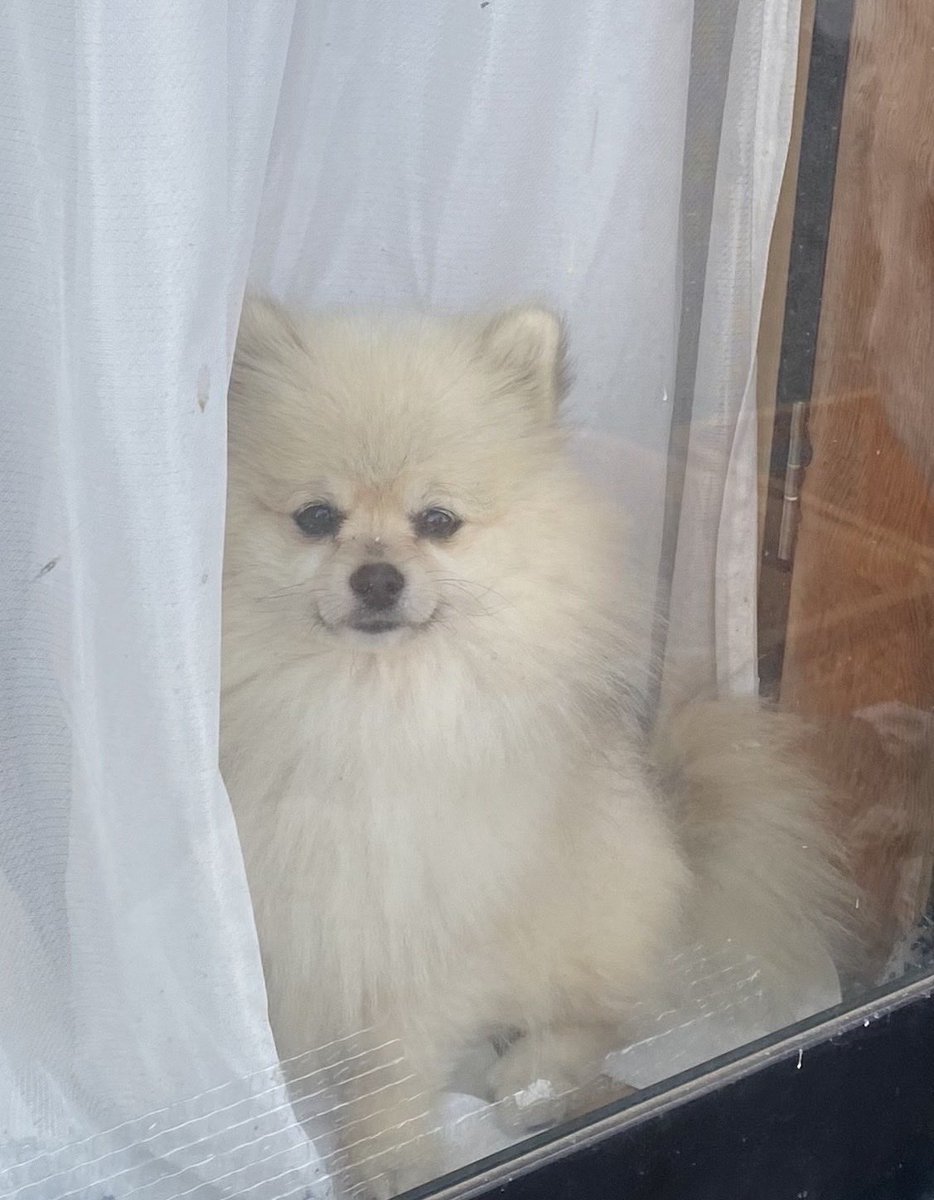 tenQmanSDBH's tweet photo. お世話になっております。

我が家の愛犬「らむ」が行方不明になりました。
徳島県阿波市付近より逸走してしまいました💦
ポメラニアンの女の子で首輪はしていません、もし見かけたら教えて欲しいです🙇
よろしくお願いいたします🙏

#迷い犬 https://t.co/6fmrdB8KN3