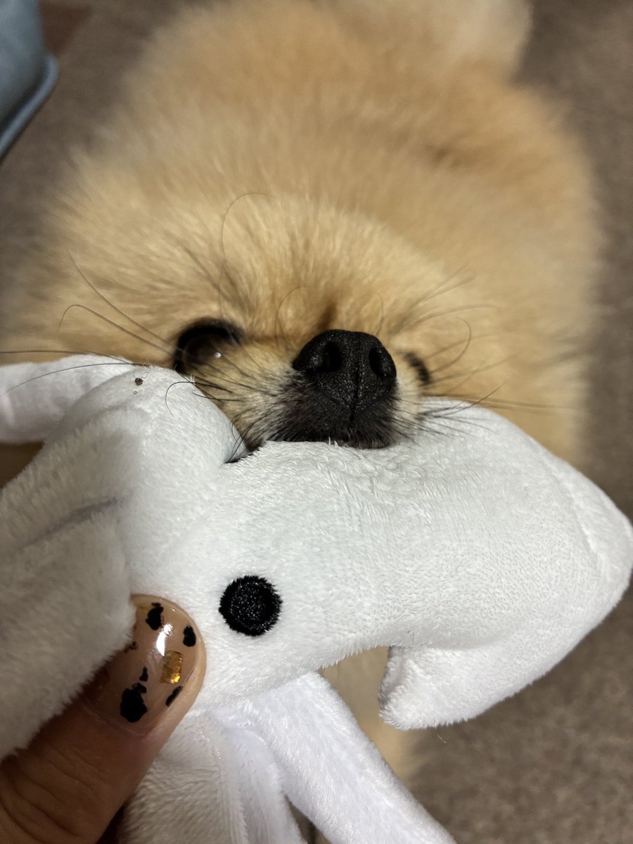 chikuwa1225_'s tweet photo. ᔦꙬᔨ🦷ｶﾞﾙﾙﾙﾙﾙﾙﾙﾙﾙ https://t.co/Ra7PymuXK8