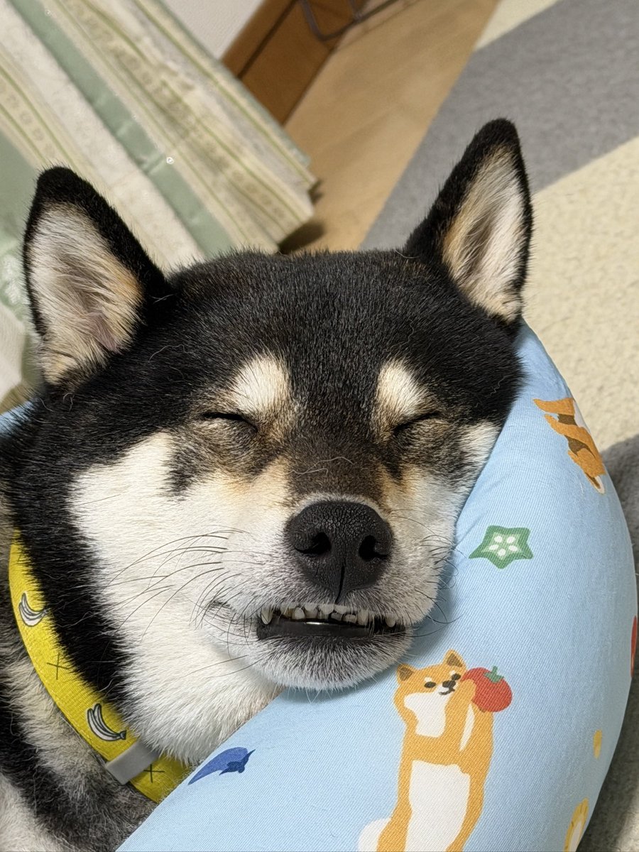 tuckn7's tweet photo. こんばんは。
凄い寝顔😴のふく君と、
ピーマン🫑をカットしたら、
珍しく隠れミッキーが現れたので、
投稿してみました。
#柴犬
#柴犬がいる暮らし
#犬好きさんと繋がりたい
#隠れミッキー https://t.co/KN6a0hyh6L