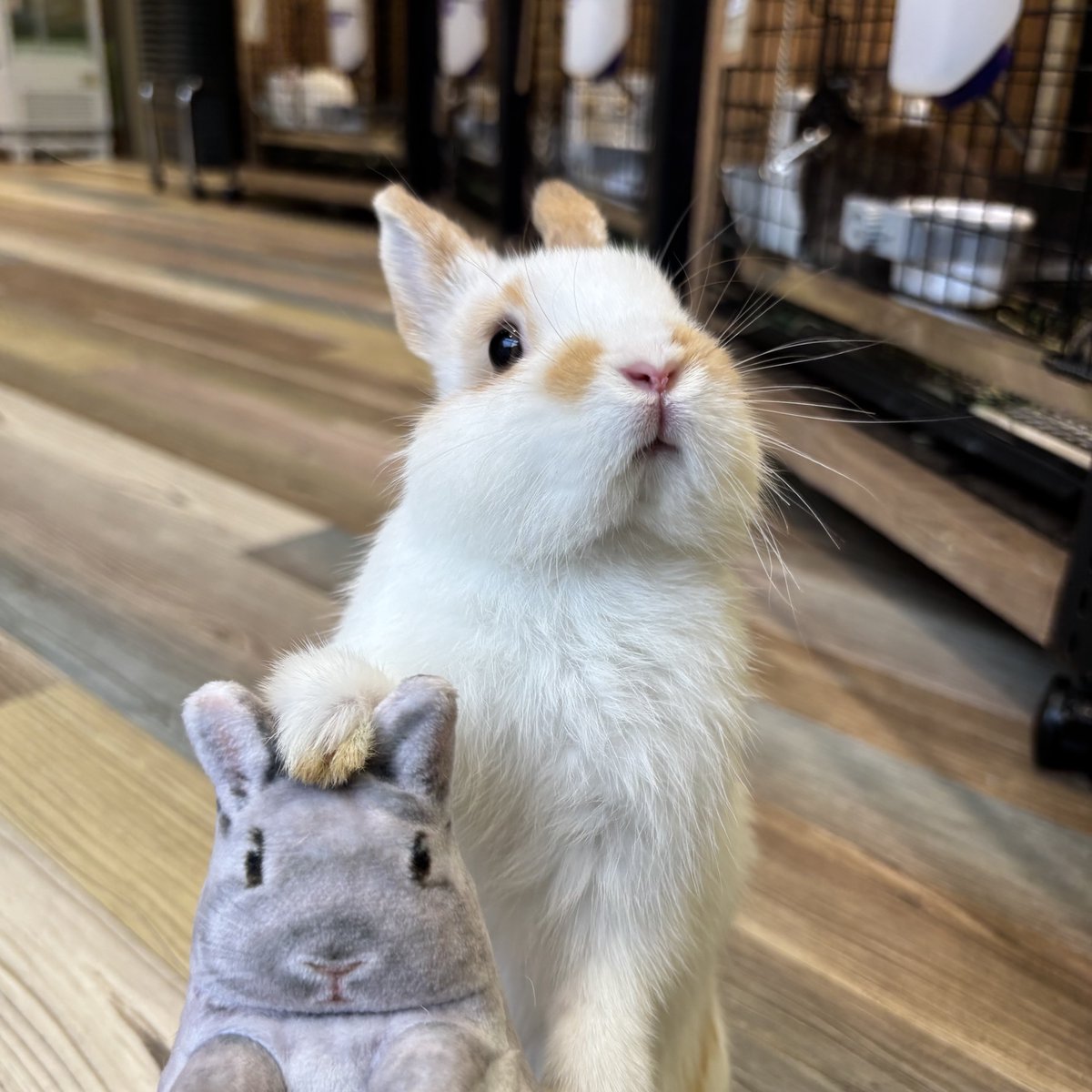 明日も頑張ろうぜ❗️👊 な長男くんでおやすみなさい🐰 #うさぎ
