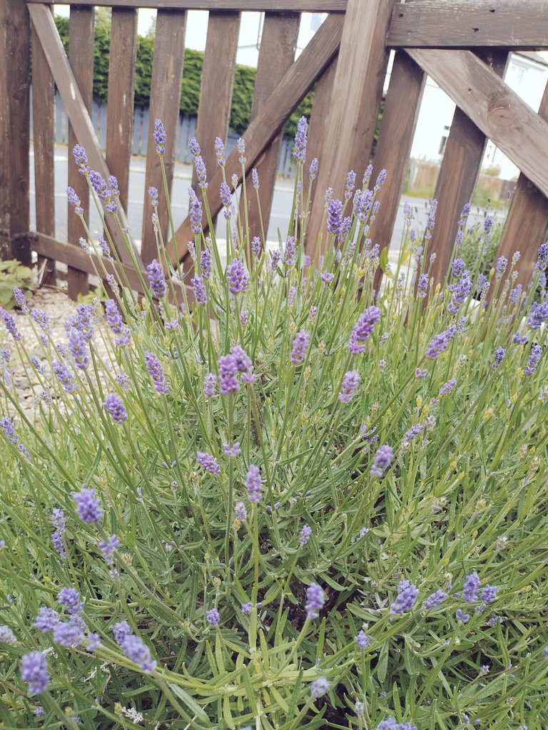 thesky_sa's tweet photo. Full of surprises... lavender in my front garden growing up this year🪻 🏡 🪻 https://t.co/mjyiRpCOoa
