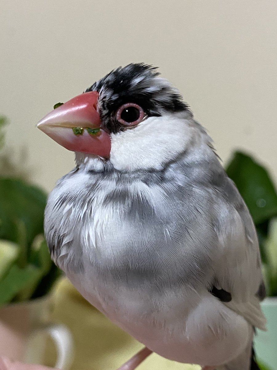 97k31's tweet photo. 🐥お野菜食べたよー💞 https://t.co/ZbYZ5bIQLB