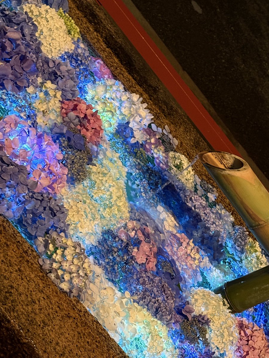 lcjoli's tweet photo. 鶴岡八幡宮の花手水、夜は幻想的なライトアップが楽しめます。
夜は人通りも落ち着いて、ゆっくり見れるのでおすすめです！
#鶴岡八幡宮　#紫陽花　#花手水 https://t.co/IRb3FE1ayB
