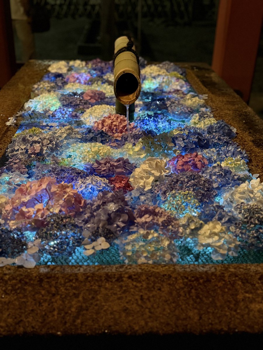 lcjoli's tweet photo. 鶴岡八幡宮の花手水、夜は幻想的なライトアップが楽しめます。
夜は人通りも落ち着いて、ゆっくり見れるのでおすすめです！
#鶴岡八幡宮　#紫陽花　#花手水 https://t.co/IRb3FE1ayB