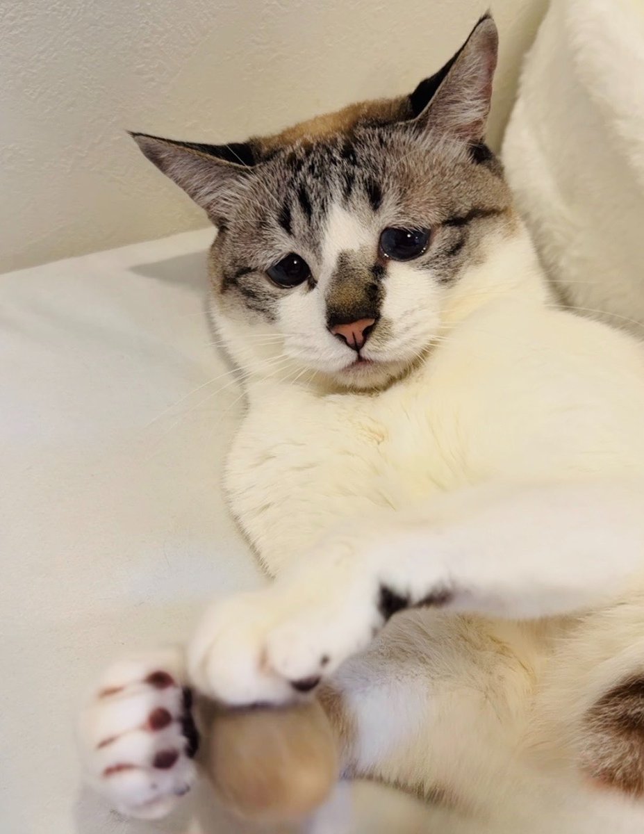 ぴえん猫ミント (@piennekomint) / Posts / X