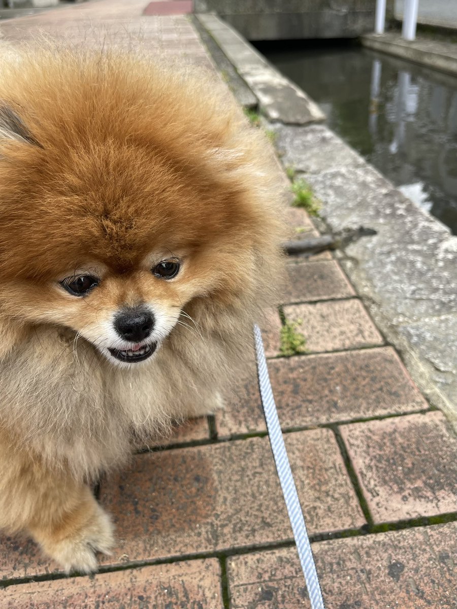mikan_an's tweet photo. お散歩中に遭遇
最初はへびかと思ったけど違った
穴子？ウナギ？なんでこんなところに？

#ポメ
#ポメラニアン https://t.co/AnSwQIVUXA