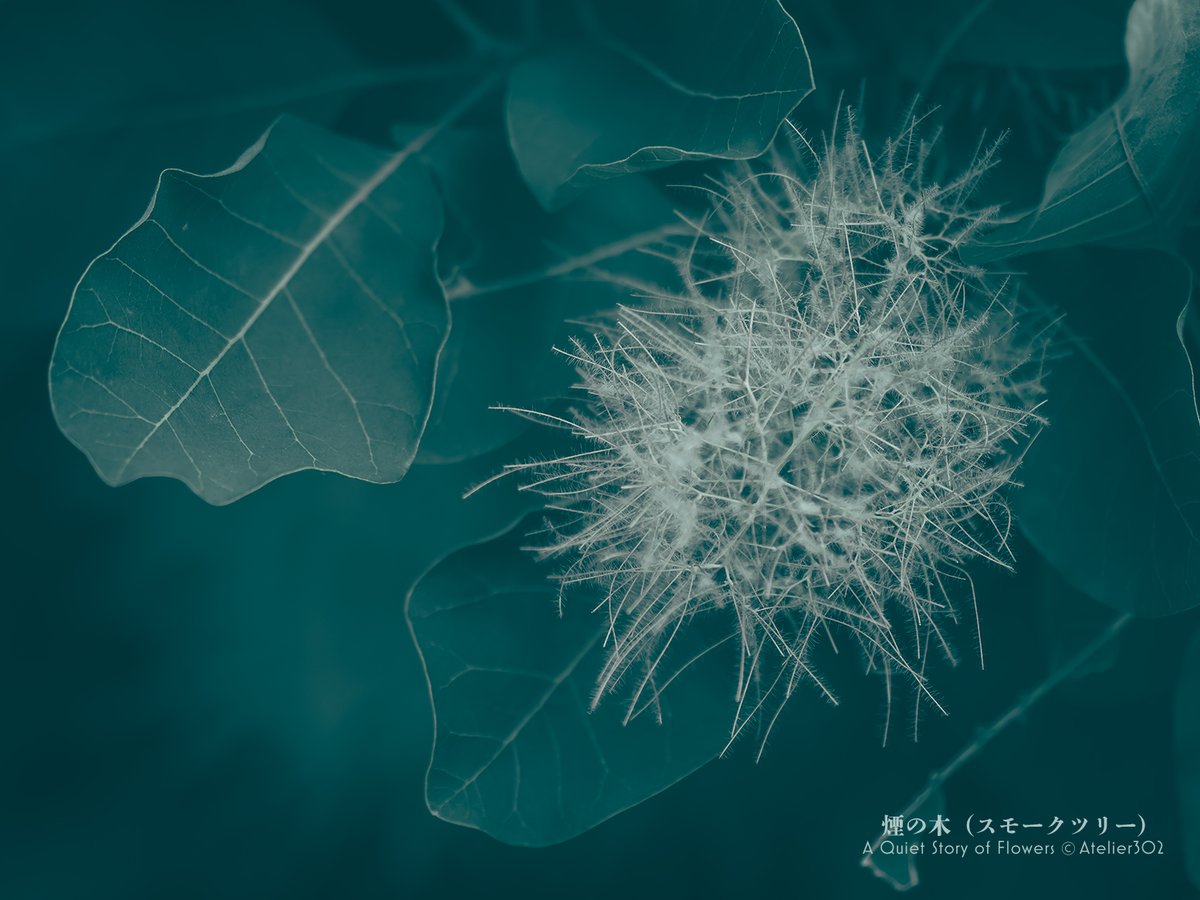 21_kiminitodoke's tweet photo. 花が紡ぐ静かな物語・煙の木（スモークツリー）

どう撮るの？

この花。淡い色合いで色数も少ないし、狙いどころも定まらない。どうすりゃいいのやら。
引いた絵で見たまま撮るのが正解なのかな？？ https://t.co/bE03x6cMFc