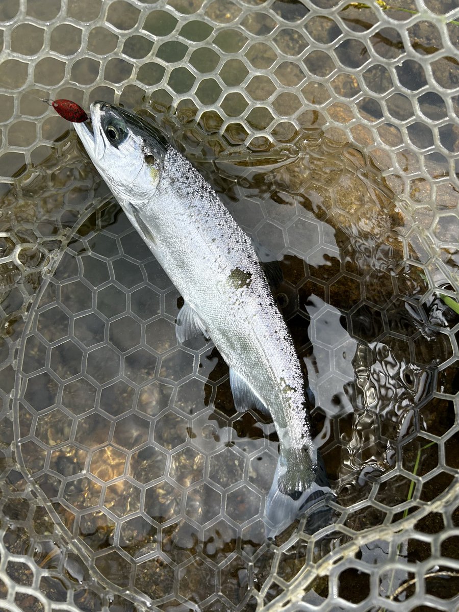 fish_jet's tweet photo. 昨日、一昨日と〝フォレストパークひらかわ〟様でのブース設営に、お越し頂いた皆様、ありがとうございました。オーナー、スタッフ皆様、いつもありがとうございます！トラウトルアーメーカー〝キングフィッシャー〟さん、お疲れ様でした！相変わらず魚がパワフルだった
#PR #フォレストパークひらかわ https://t.co/BeIfi4X78x