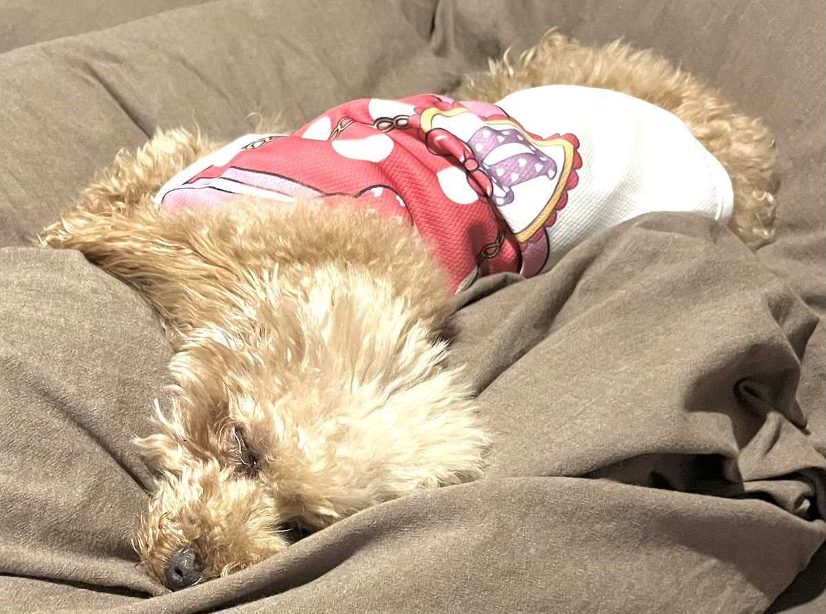 Coronhogoken's tweet photo. スヤァ💤
癒しの寝顔🧸
雨が降る前に帰宅できて良かった〜😙 https://t.co/2zVuJPXs6n