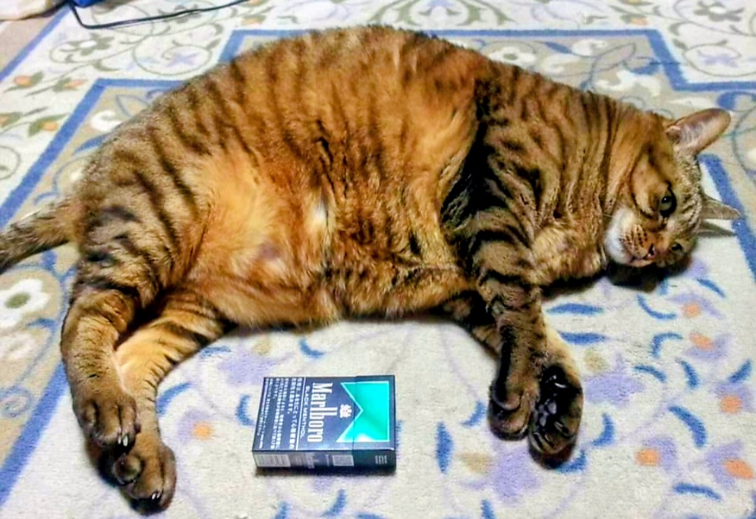 TOYsSEIYA's tweet photo. 思い出、、、であがってきた画像
１９才で虹の橋にいったサスケ。
保護猫1号
画像は１０才くらいの時かな
めちゃくちゃでかいな、、、💦
玩具サスケはこの子から頂きました😸
元気にしてるか〜😁
#猫がいたから
#猫がいた幸せ https://t.co/g4uNWYJk27