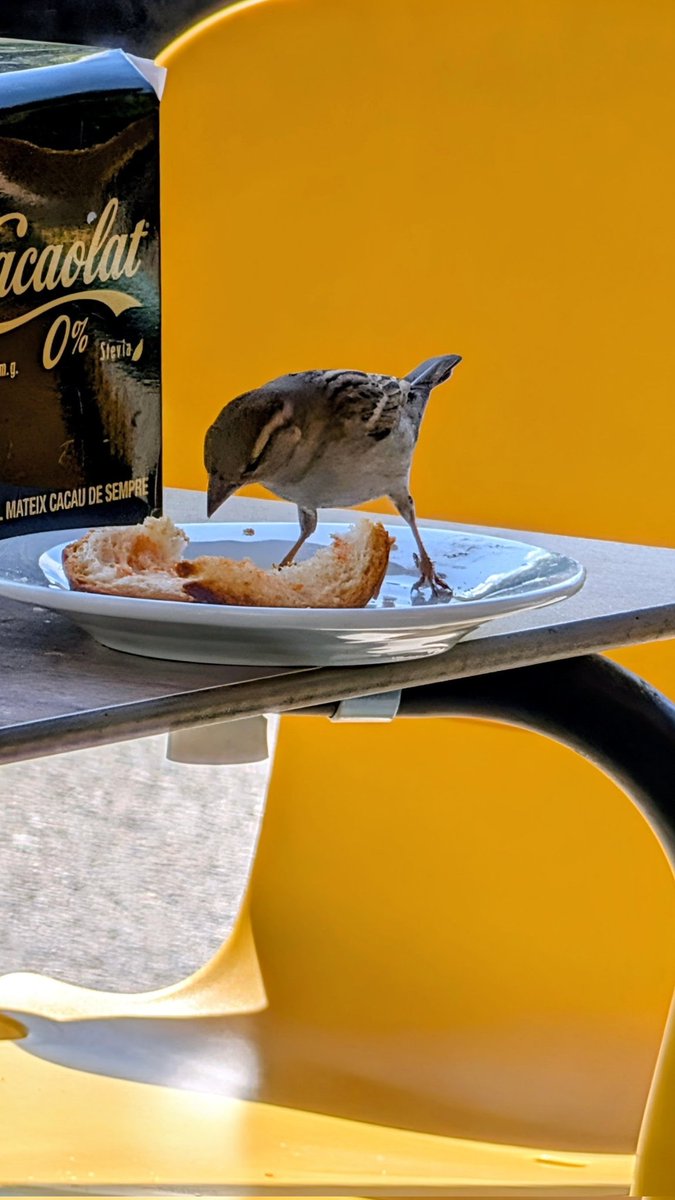 skaps's tweet photo. @HARRYCBCN @olgauq @OSCAR75MIIVERSE @Tibu696 Gràcies per tenir-me present 🤗 aniré picotejant dels teus continguts com aquest aucellet 🐦😉 https://t.co/0isWk7DjLZ