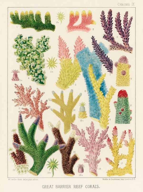 PublicDomainRev's tweet photo. For #WorldOceansDay today, stunning colour lithographs from William Saville-Kent's The Great Barrier Reef of Australia (1893), created from the author's original watercolour sketches: https://t.co/mZkN2QvFe7 https://t.co/mZ8WIIKu86