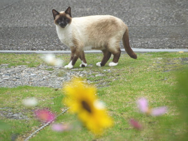 tabibi2015's tweet photo. 庭のヒマワリが次々開花中🌻🦋😸💨 https://t.co/fYOzP8iFcw