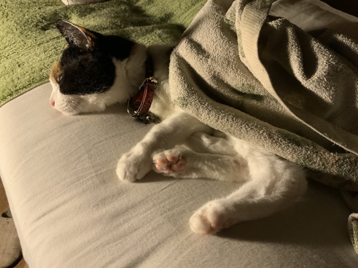 三毛猫