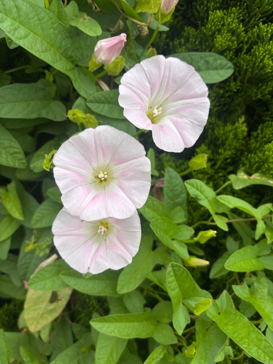 komase_madaishi's tweet photo. おはよう🌍

今朝はヒルガオ🌸

花言葉は「絆」✨

やさしく咲く姿が印象的でした。

仕事でも学校でも、
一人で頑張っているようで、
実はたくさんの人に支えられて
います。

当たり前になっていることほど、
忘れがちなのかもしれませんね。

見えるつながりも、
見えないつながりも大切にしたい😊

今日も穏やかな一日を🌿

Good morning🌸
Connections make our days brighter.

#ヒルガオ #花言葉 #絆 #朝散歩 #花のある暮らし #TLを花でいっぱいにしよう #おはようございます #久里浜サラリーマンのお散歩花言葉 #Nature #Flowers