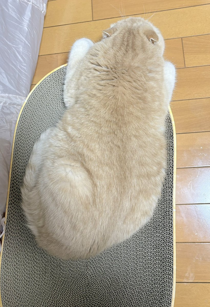 AliceKinako's tweet photo. 買うてもろた😻

#ありきなちゃん
#猫壱 https://t.co/Qp0WRsfczN
