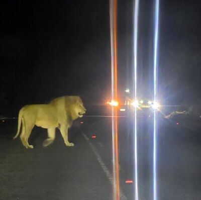 ZO NEWS | KZN conservation authority confirms lion escape in