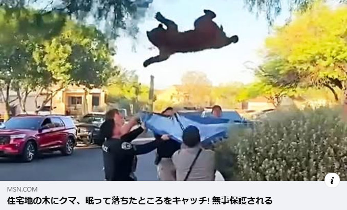 ESpeciesism's tweet photo. アメリカ・アリゾナ州の住宅街に迷い込んだ若いクマが、火曜日に無事保護された。
警察と野生動物当局がクマに麻酔薬を投与し、木の上から落下した際にタープで受け止めて安全に捕獲。
その後、このクマは野生へ戻され、自然の生息地に放された。
https://t.co/FcBEAG7A0Z

日本とやっぱり全然違う https://t.co/LmONUyoA3L