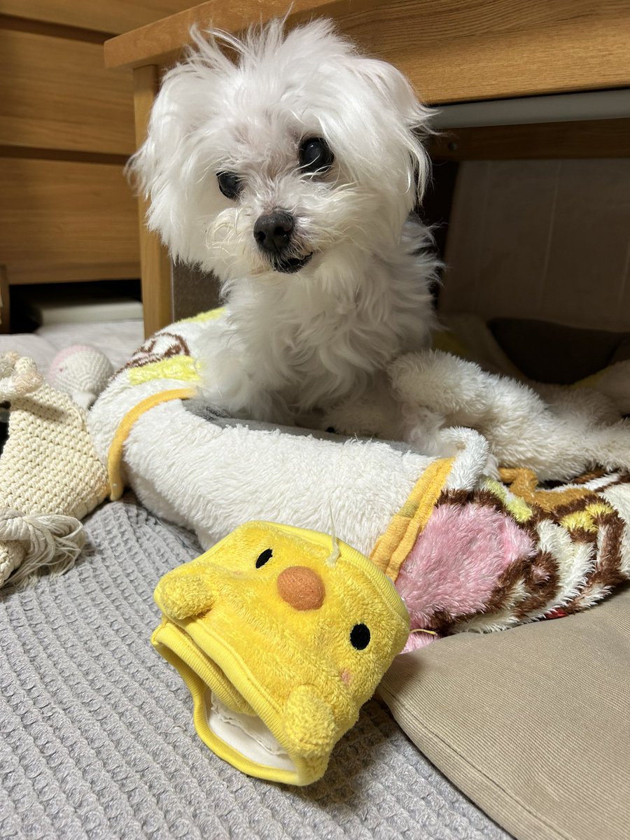 82comb's tweet photo. マナーベルトを自在に脱げる漢、ろーちゃんです。

犬界の天才ではなかろうか https://t.co/fcnez3rVeZ